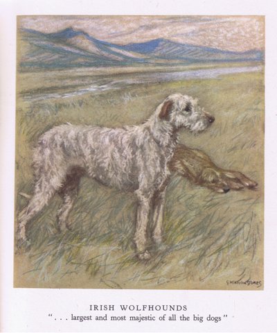 Irske ulvehunde (farvelitografi) af George Vernon Stokes