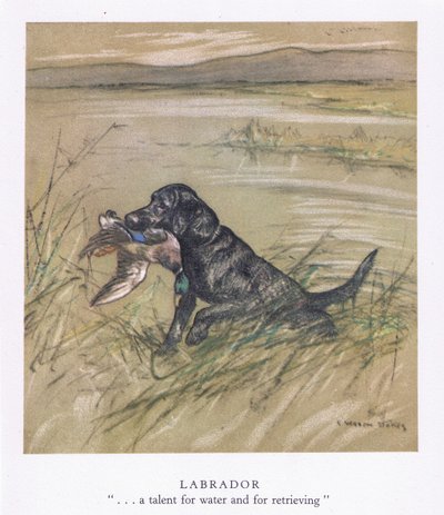Labrador (farvelitografi) af George Vernon Stokes