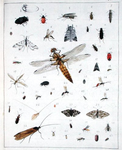 Forskellige insekter, plade III fra 