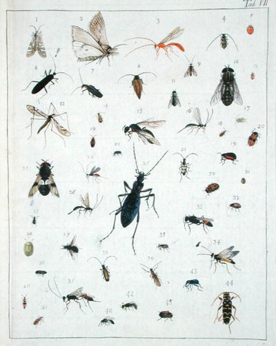 Forskellige insekter, plade VII fra 