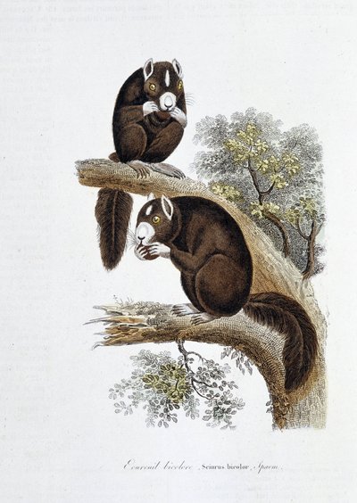 Naturhistorisk plade: Zoologisk tavle, der repræsenterer det tofarvede egern (Sciurus bicolor) - i "" Works of Buffon"" af naturforsker Georges Louis Leclerc, greve af Buffon (1707 - 1788). Stik fra 1837. af Georges Louis Leclerc
