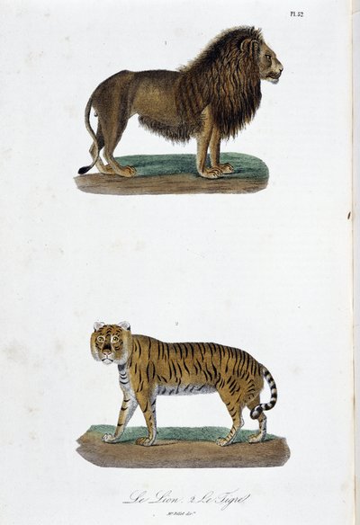 Naturhistorisk plade: Zoologisk tavle, der repræsenterer løven og tigeren - i "" Completes of Buffon"" af naturforsker Georges Louis Leclerc, greve af Buffon (1707 - 1788). Stik fra 1837. af Georges Louis Leclerc