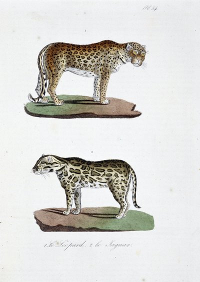 Naturhistorisk bestyrelse: Zoologisk bestyrelse, der repræsenterer 1. Leoparden og 2. Le Jaguar - i "" Complete Works of Buffon"" af naturforsker Georges Louis Leclerc, greve af Buffon (1707 - 1788). Stik fra 1837. af Georges Louis Leclerc