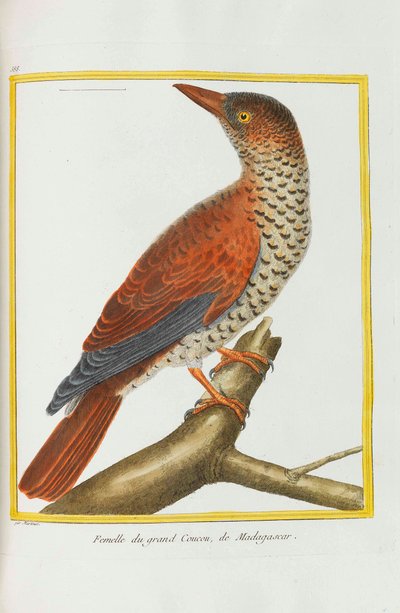 Naturhistorie. Fugle. Belyste plader, 1782. af Georges Louis Leclerc de Buffon