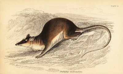 Brun firøjet opossum, Metachirus nudicaudatus. ,1841 (gravering) af Georges Robert Waterhouse