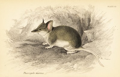 Almindelig dunnart, Sminthopsis murina. ,1841 (gravering) af Georges Robert Waterhouse