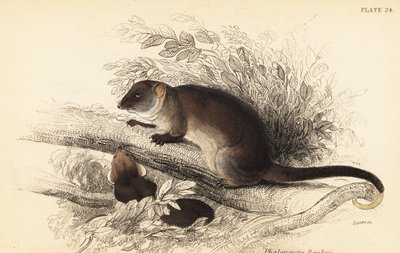 Jeg kan se den almindelige ringhale, Pseudocheirus peregrinus. ,1841 (gravering) af Georges Robert Waterhouse
