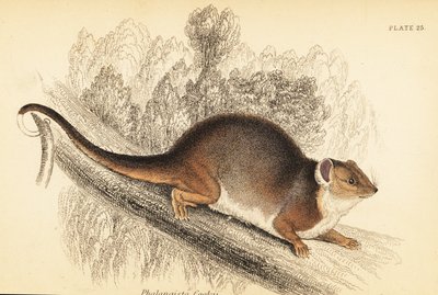 Jeg kan se den almindelige ringhale, Pseudocheirus peregrinus. ,1841 (gravering) af Georges Robert Waterhouse