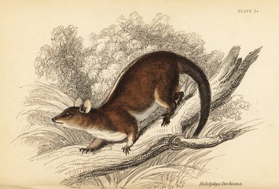 Derbys uldne opossum, Caluromys derbianus. ,1841 (gravering) af Georges Robert Waterhouse