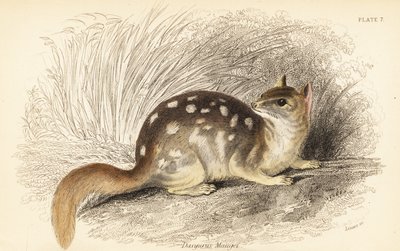Østlig quoll, Dasyurus vaskebjørn. truet. ,1841 (gravering) af Georges Robert Waterhouse