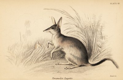 Større bilby, Macrotis lagotis. truet. ,1841 (gravering) af Georges Robert Waterhouse
