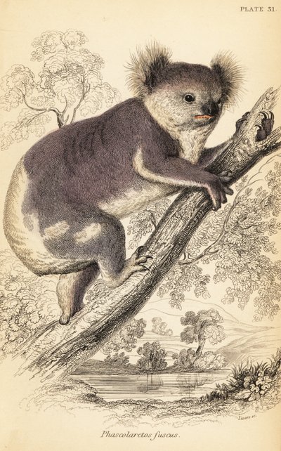 Koala, Phascolarctos cinereus., 1841 (gravering) af Georges Robert Waterhouse