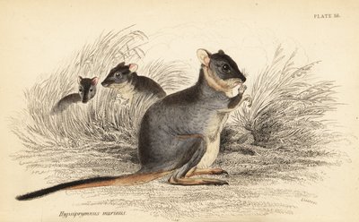 Langfodet potoroo, Potorous longipes. Sårbar., 1841 (gravering) af Georges Robert Waterhouse