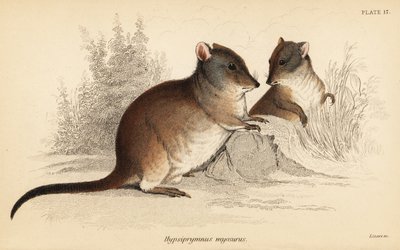 Langnæset potoroo, Potorous tridactylus tridactylus., 1841 (gravering) af Georges Robert Waterhouse