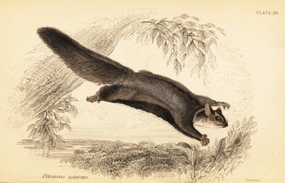 Egern svævefly, Petaurus norfolcensis., 1841 (gravering) af Georges Robert Waterhouse