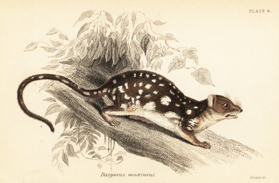 Tiger quoll, Dasyurus maculatus., 1841 (gravering) af Georges Robert Waterhouse