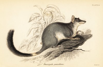 Tuan eller almindelig wambenger, Phascogale tapoatafa. ,1841 (gravering) af Georges Robert Waterhouse