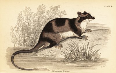 Vandopossum eller yapok, Chironectes minimus. ,1841 (gravering) af Georges Robert Waterhouse