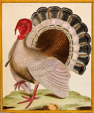 Et Tyrkiet, fra "Histoire Nouvelles des Oiseaux", 1771-86 af Georges de Buffon