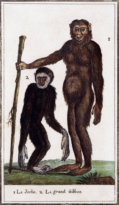 Jocko, chimpanse eller gibbon, illustration fra Histoire naturelle, af Georges-Louis Leclerc greve af Buffon (1707-1788), akvarelgravering af Georges de Buffon