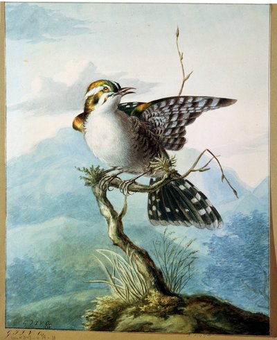 En lille fugl, 1798 af Georgius Jacobus Johannes van Os