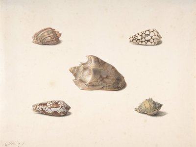Fem skaller, n.d.. af Georgius Jacobus Johannes van Os