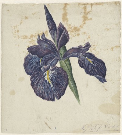 Iris af Georgius Jacobus Johannes van Os