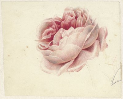Rød rose af Georgius Jacobus Johannes van Os