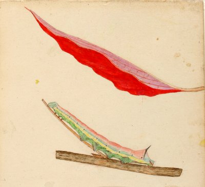 "Mirror-Back"-larve, studie til bogen "Concealing Coloration in the Animal Kingdom" (skjult farve i dyreriget) af Gerald H. Thayer