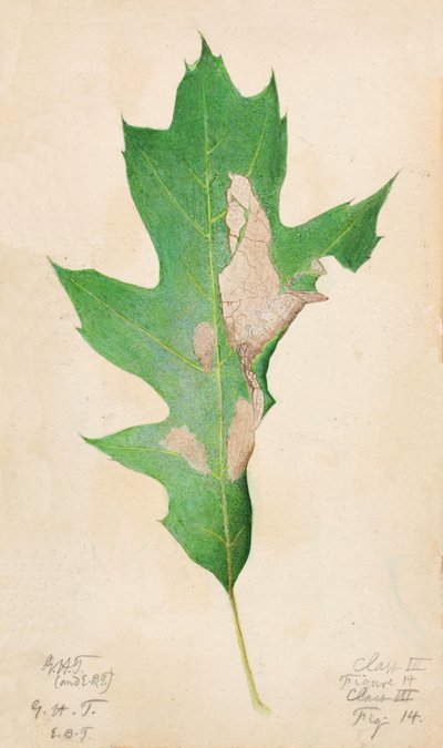 Oak Leaf Edge Caterpillar..., begyndelsen af det 20. århundrede. af Gerald H. Thayer
