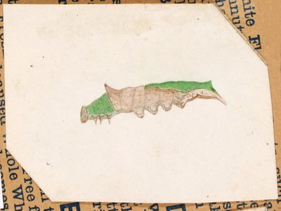 Oak Leaf Edge Caterpillar..., begyndelsen af det 20. århundrede. af Gerald H. Thayer