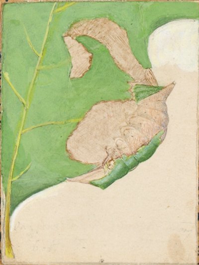 Oak Leaf Edge Caterpillar, studie til bogen Concealing Coloration in the Animal Kingdom (skjulte farver i dyreriget) af Gerald H. Thayer