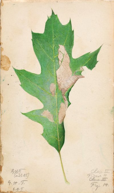 Oak Leaf Edge Caterpillar, studie til bogen Concealing Coloration in the Animal Kingdom (skjulte farver i dyreriget) af Gerald H. Thayer