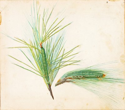 Pine-Tuft Caterpillar..., begyndelsen af det 20. århundrede. af Gerald H. Thayer