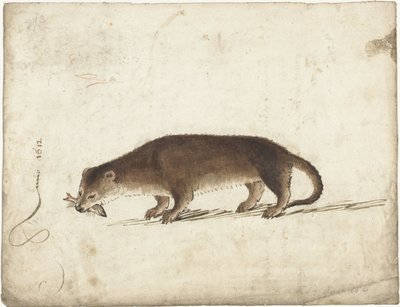 Odder med en fisk i munden af Gerard ter Borch (I)
