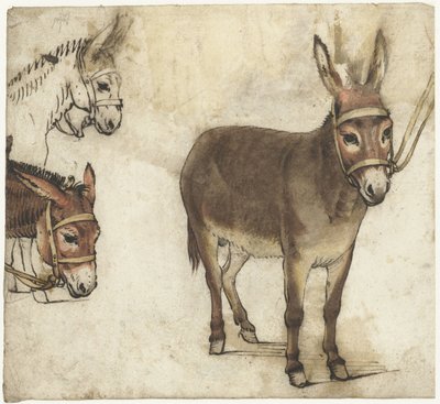 Studieark med æsler af Gerard ter Borch (I)