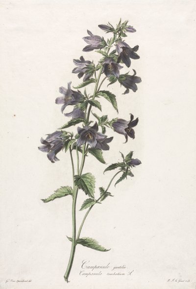 Blomster hentet fra naturen: Klokkeblomst af Gerard van Spaendonck