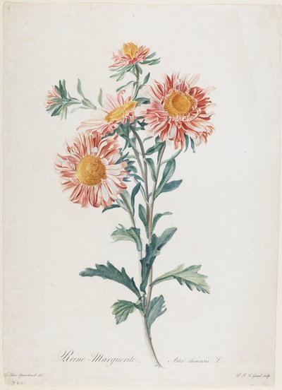 Reine-Marguerite, fra Fleurs Dessinees d