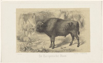 europæisk bison The European Bison (titel på objekt) af Gerardus Johannes Bos