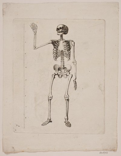 Skelet af Gerhard Ludvig Lahde