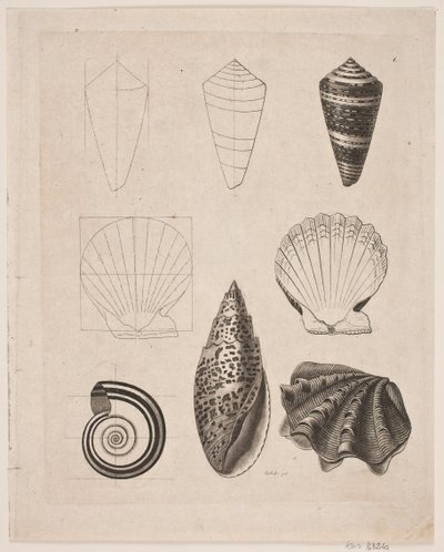 Tavle med snegle af Gerhard Ludvig Lahde