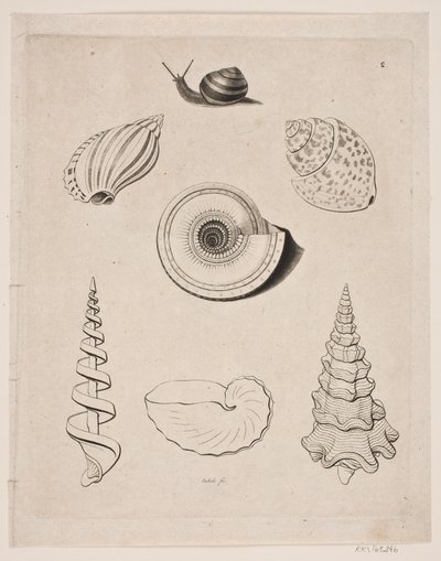 Tavle med snegle af Gerhard Ludvig Lahde