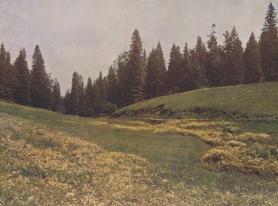 Eng på Feldberg, Schwarzwald, Tyskland (farvefoto) af German Photographer