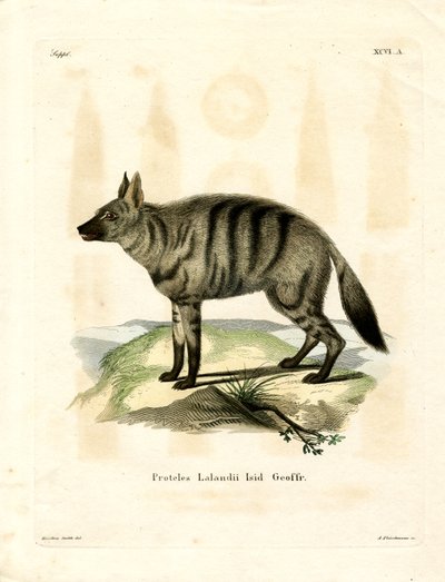 Aardwolf (farvet gravering) af German School