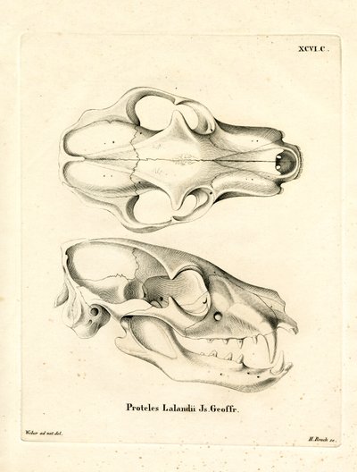 Aardwolf Skull (farvet gravering) af German School