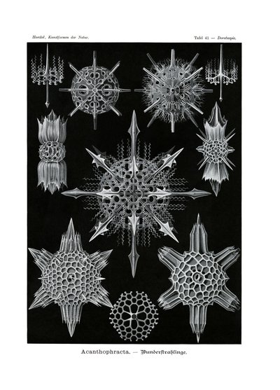 Acanthophracta, 1899-1904 af German School