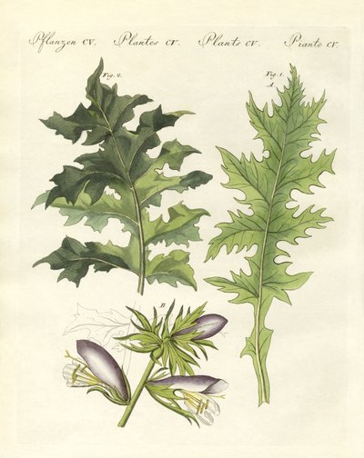 Acanthus planter (farvet gravering) af German School