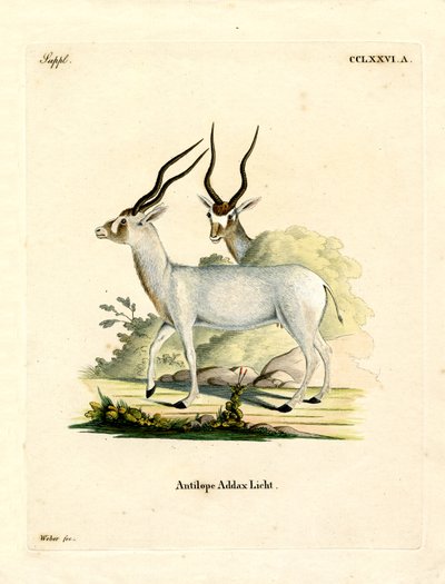 Addax Antilope (farvet gravering) af German School