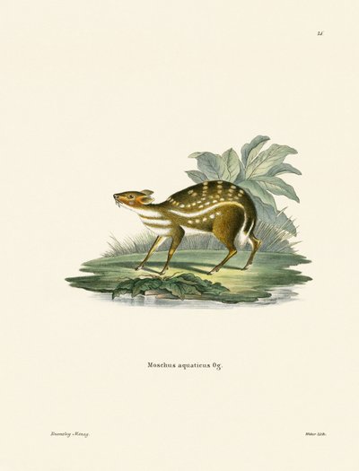 Afrikansk Chevrotain (farvet gravering) af German School