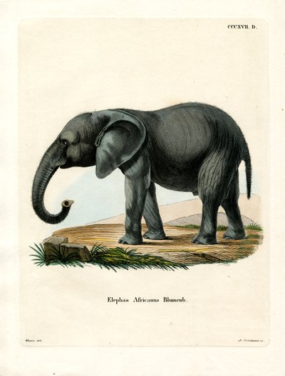 Afrikansk elefant (farvet indgravering) af German School